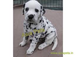 Local listings for pet adoption in mumbai. Dalmatian Puppy Price In Navi Mumbai Dalmatian Puppy For Sale In Navi Mumbai