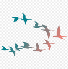 hd png colorful flying birds png