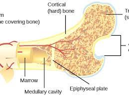 bone marrow facts functions stem