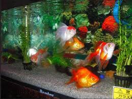desain hiasan aquarium untuk ikan koki