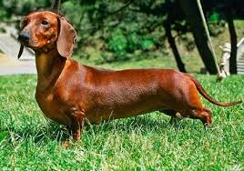 Different Types Of Dachshunds With Pictures Bark How