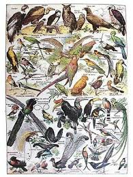 A3 British Garden Birds Identification Chart Wildlife Poster