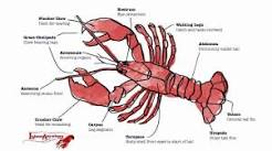 What is the red stuff in lobster?
