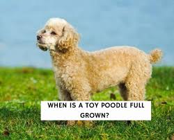 when is a toy poodle full grown 2024