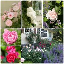 an affinity for roses garden design