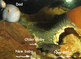 How Long Does It Take Malawi Cichlids Fry To Grow Big Enough