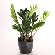 Best 30 Low Light Indoor Plants For