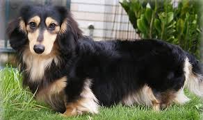 Image result for long-haired dachshund images