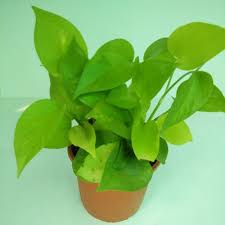 well watered green money plant for