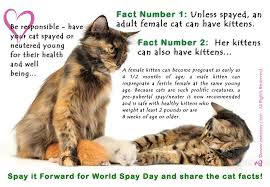Other services include feline leukemia (felv) vaccine for $25, felv/fiv combo test for $25 and microchip for $25. Spay Neuter Catsnap