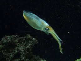 ocean creatures that live in total darkness
