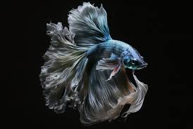 betta fish images browse 49 083 stock