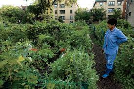 chicago community gardens grow veggies