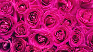pink roses wallpaper 4k fl
