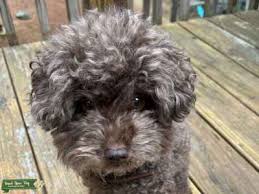 chocolate brown toy poodle stud dog