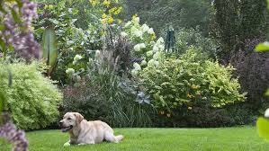 Dog Friendly Backyard Landscape