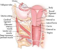 Above the pelvic brim and has no obstetric importance. Normal Anatomy And Physiology Of The Female Pelvis Radiology Key