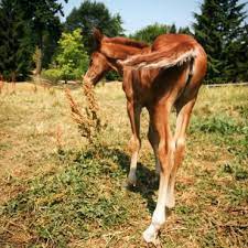 herbedicinal plants that horses