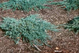 juniperus horizontalis landscape