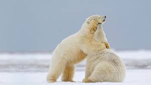 polar bears hugging snow field hd 4k