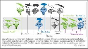 Ancient Marine Reptiles Inner Ear Very Similar To