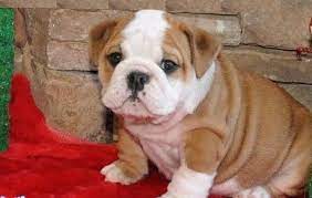 Akc english bulldog puppies for sale comes with 1year health guarantee buy now rich selection · 50% discount · free shipping. English Bulldog Puppies For Sale Rochester Ny 162142