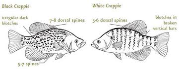 Black Crappie And White Crappie From Nc Wins Ncpedia