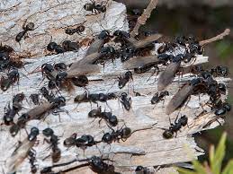 why you may be seeing flying ants