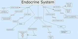 Endocrine System Mnemonic Simplified Biology