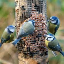 attracting birds to your feeder yard envy