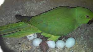ringneck parrot breeder pair hatches