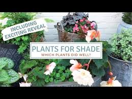 Shade Loving Plants In Pots How To