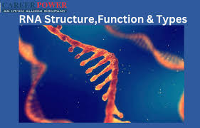 rna structure functions and types