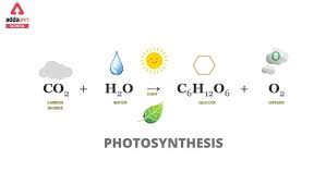 photosynthesis equation process reaction