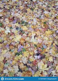 Teppichreste sind nichts für die ewigkeit. Teppich Vom Mehrfarbigen Herbstlaub Stockbild Bild Von Erscheinen Grun 149915289