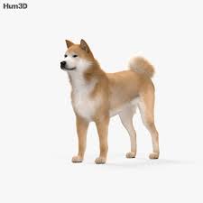 秋田犬 印刷用の 3Dモデル - ダウンロード 動物 on 3DModels.org