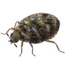 carpet beetle life cycle info on