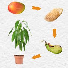 how to grow mango from seed easy