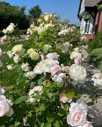 david austin roses bare root roses