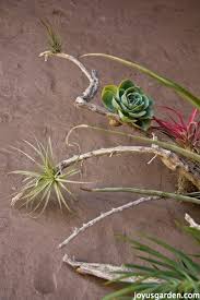 We did not find results for: How To Care For Tillandsias Air Plants Joy Us Garden