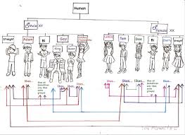 Thailands Smorgasbord Of Sexualities In One Handy Diagram