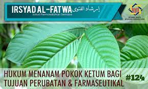 Sila rujuk gambar cara buat. Pejabat Mufti Wilayah Persekutuan Irsyad Al Fatwa Ke 124 Hukum Menanam Pokok Ketum Bagi Tujuan Perubatan Farmaseutikal