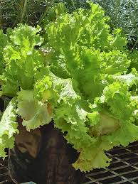 how to plant grow and harvest lettuce