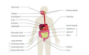 how the digestive system works ibdrelief