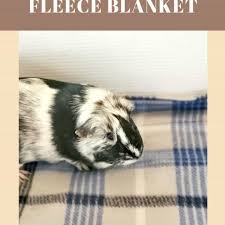 Guinea Pig Fleece Blanket Diy Tutorial