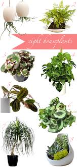 How To Buy Houseplants Once And For