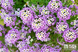 garden flowers lantana sp genus of