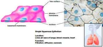 Epithelial Tissue Types Of Epithelial