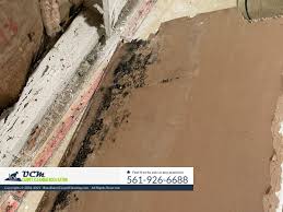 mold testing services in boca raton