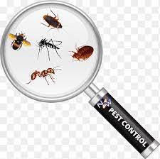 Cockroach Insect Magnifying Glass Pest